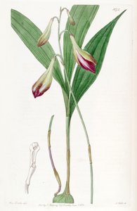 Illustration of Bletia purpurata (as syn. Crybe rosea)